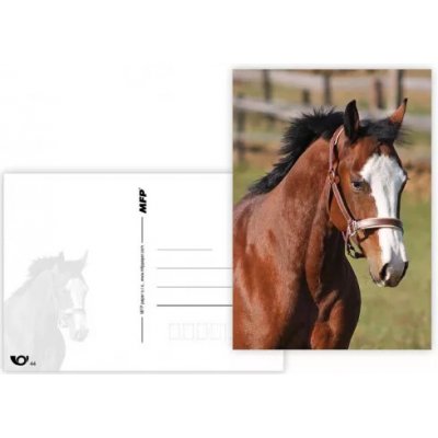 MFP paper s.r.o. Pohlednice - zvířata mix kůń 1 – Zboží Dáma