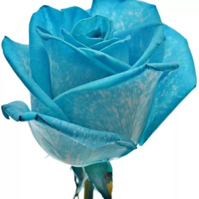Modrá růže LIGHT BLUE VENDELA 70cm (M) od 78 Kč - Heureka.cz