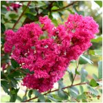 Krepová myrta Lagerstroemia indica semena 6 ks – Sleviste.cz