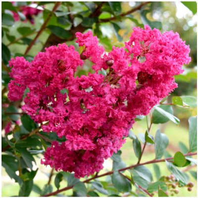 Krepová myrta Lagerstroemia indica semena 6 ks – Sleviste.cz