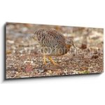 Skleněný obraz 1D panorama - 120 x 50 cm - Yellow-legged Buttonquail Turnix tanki Male Cute Birds of Thailand Žlutý – Hledejceny.cz