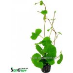 Hydrocotyle leucocephala – Zboží Dáma