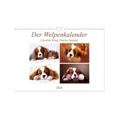 Der Welpen Cavalier King Charles Spaniel WandDIN A4 quer CALVENDO Monats 2024 – Hledejceny.cz