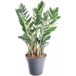 Kulkas zamiolistý, Zamioculcas zamiifolia, průměr květináče 17 cm – Hledejceny.cz