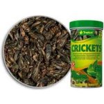 Tropical Crickets 100 ml – Zboží Dáma