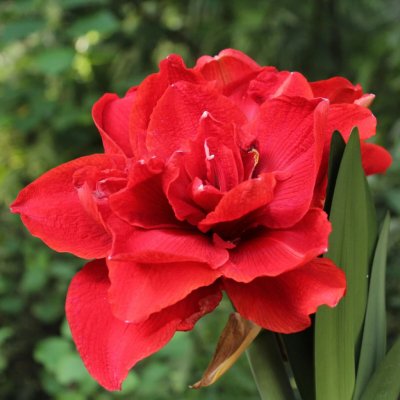 Hvězdník plnokvětý Double Delicious - Hippeastrum - cibule hvězdníku - 1 ks – Zboží Dáma