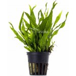 Microsorium pteropus Petite – Zboží Dáma