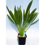 Echinodorus uruguayensis - Šípatkoves uruguayský – Zboží Dáma