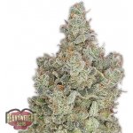 Heavyweight Seeds Total Paralysis semena neobsahují THC 5 ks – Hledejceny.cz