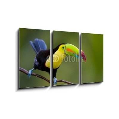 Obraz 3D třídílný - 90 x 50 cm - Keel Billed Toucan, from Central America. Keel Billed Toucan, ze Střední Ameriky.