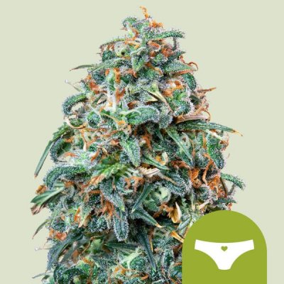 Royal Queen seeds Sherbet Queen Automatic semena neobsahují THC 3 ks – Hledejceny.cz
