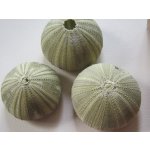 Dijk Natural Collection Alfonso urchin zelený naháč 1 ks – Sleviste.cz