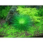 Eriocaulon cinereum – Zbozi.Blesk.cz