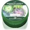 Svíčka Kringle Candle Succulents 42 g
