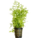 Ceratopteris siliquosa - Rohatec jemnolistý – Zbozi.Blesk.cz