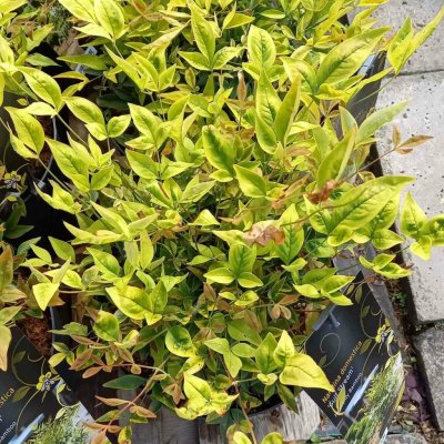 Nandina domácí Gulf Stream květináč 5 litrů – Sleviste.cz