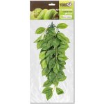 GiganTerra Závěsná rostlina Ficus 45 cm – Hledejceny.cz