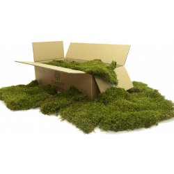 Stabilizovaný mech Long Moss Canopy | Zelený | 36x36cm