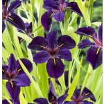 Iris 'Ann Chowning' – košík 9x9 cm – Zboží Dáma
