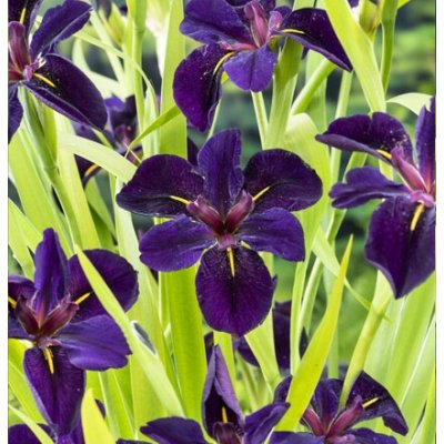 Iris 'Ann Chowning' – košík 9x9 cm – Zboží Dáma