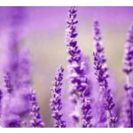 AK AV 8 Levandule 3x 20 g – Zboží Dáma
