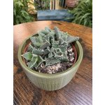 Faucaria tigrina – Zboží Dáma