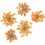 Starnails Sušené květy na nehty Orange 5 ks – Zboží Mobilmania