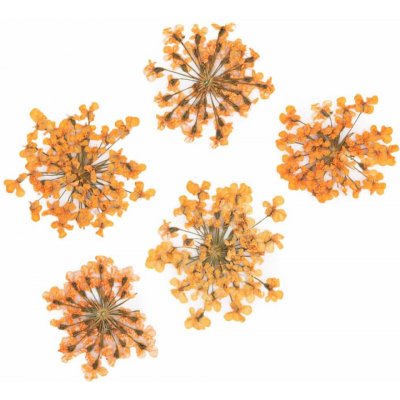 Starnails Sušené květy na nehty Orange 5 ks – Zboží Mobilmania