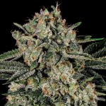 Anesia Seeds Banana MAC semena neobsahují THC 3 ks – Sleviste.cz