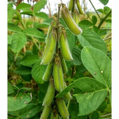 BIO Sója luštinatá Hokkai Green - Glycine max - bio semena - 20 ks – Zbozi.Blesk.cz