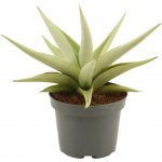 Tenura, tchýnin jazyk Chain Crown kvěitnáč 12cm – Hledejceny.cz