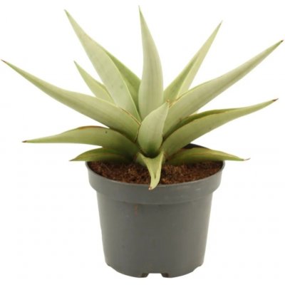 Tenura, tchýnin jazyk Chain Crown kvěitnáč 12cm – Hledejceny.cz