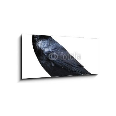 Skleněný obraz 1D panorama - 120 x 50 cm - Black raven. Bird isolated on white. Černý havran. Pták izolovaných na bílém. – Hledejceny.cz