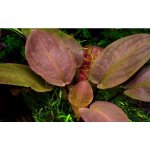 Lagenandra meeboldii red – Hledejceny.cz