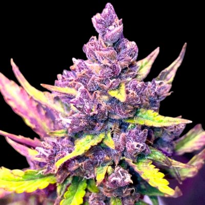 B-S-B Genetics AUTO Anthrax semena neobsahují THC 5 ks – Zboží Dáma
