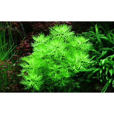 Hottonia palustris – Sleviste.cz