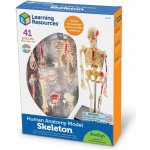Learning Resources Anatomický model lidského těla – Hledejceny.cz