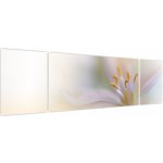 Obraz - Jemný květ, třídílný 170x50 cm – Hledejceny.cz
