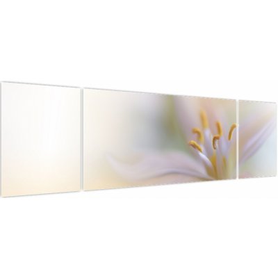 Obraz - Jemný květ, třídílný 170x50 cm – Hledejceny.cz