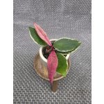 Hoya Flamingo Dream mini, nenáročná – Zbozi.Blesk.cz