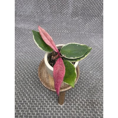 Hoya Flamingo Dream mini, nenáročná – Zbozi.Blesk.cz