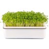 Osivo a semínko Microgreens semínka na klíčky - Brokolice 10 g