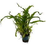 Microsorium pteropus Petite – Zboží Dáma