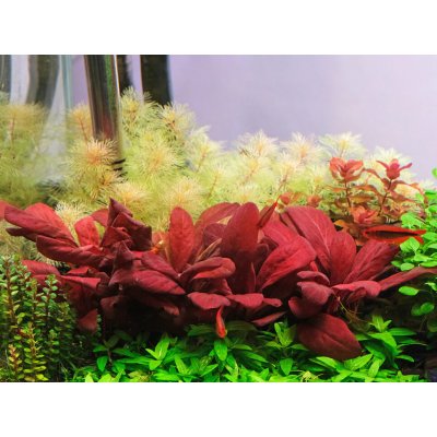 Samolus parviflorus red 7 cm – Zboží Mobilmania