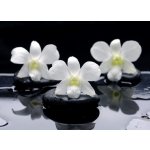 WEBLUX 32251402 Fototapeta plátno Spa Still life with beautiful white orchid on therapy stones Spa Zátiší s krásnou bílou orchidejí na terapii kameny rozměry 240 x 174 cm