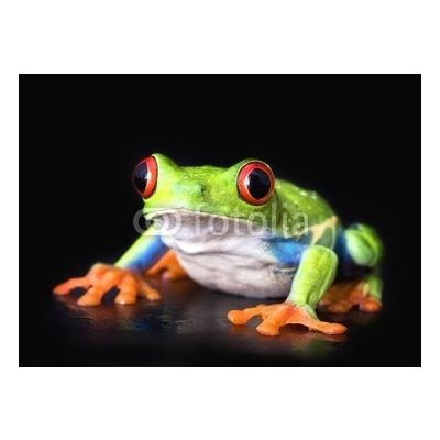 WEBLUX 6752978 Samolepka fólie frog closeup on black žába detailní na černé rozměry 100 x 73 cm – Zbozi.Blesk.cz