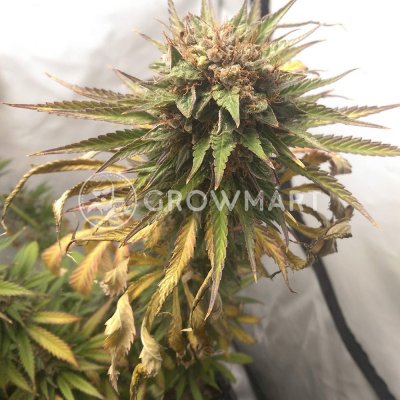 Dutch Passion DURBAN POISON-REGULAR semena neobsahují THC 10Ks – Zboží Mobilmania