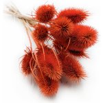 mech-mech.cz Sušený Bodlák - Oranžový – Zboží Dáma