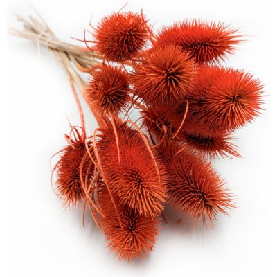 mech-mech.cz Sušený Bodlák - Oranžový – Zboží Dáma