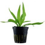 Helanthium quadricostatus – Sleviste.cz